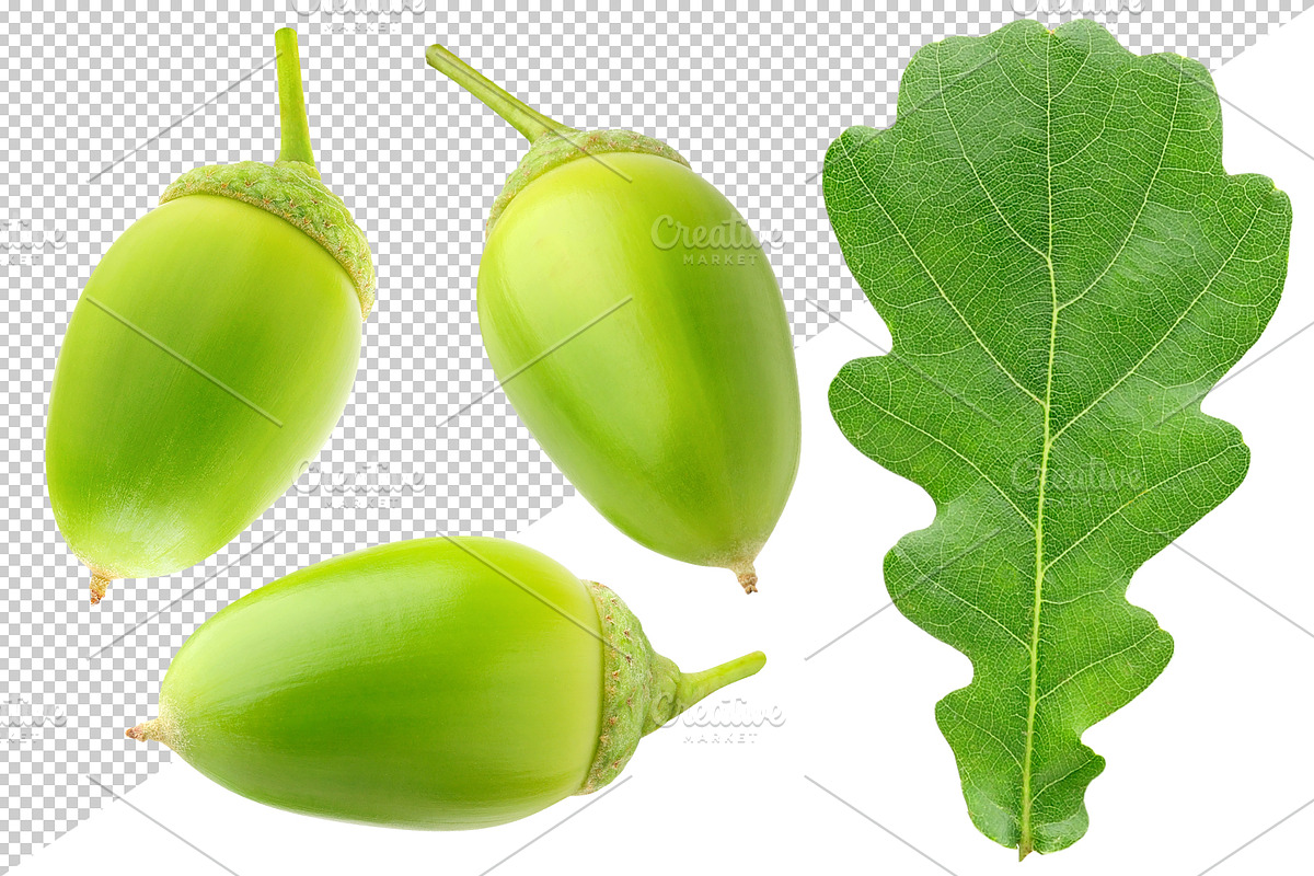 Oak tree leaves and acorns, an Object Graphic by Fruits+Veggies (Photo 3 of 11)