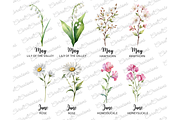 50 Watercolor Birth Month Flowers, a Decorative Illustration by Coral Beauty (Thumbnail 4 of 8)