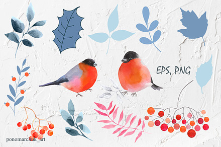 Winter Birds. Vector collection