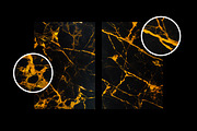 Black Gold Marble Textures, a Texture Graphic by Design Squad (Thumbnail 4 of 4)