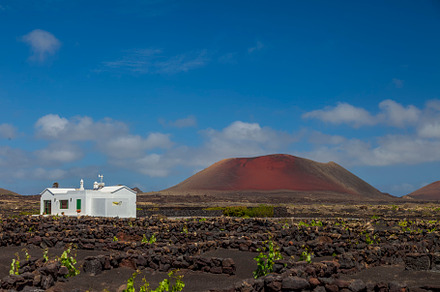 Lanzarote island, vineyards
