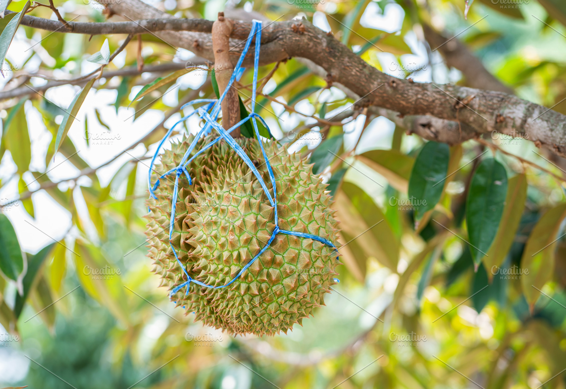 Durians on the durian tree., a Food & Drink Photo by Nednapa