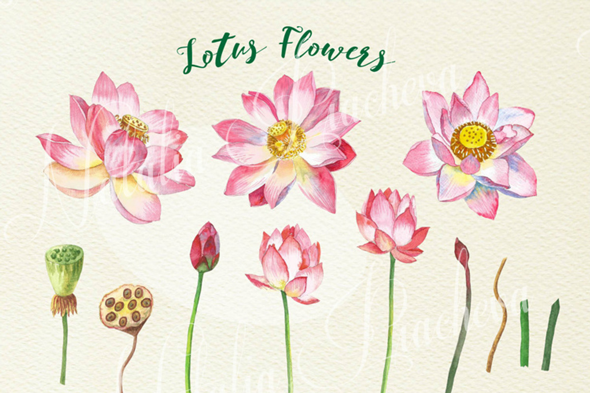 Lotus Flowers, an Illustration by Nataliapiache (Photo 2 of 4)