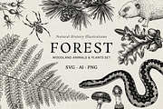 Vintage Forest Illustrations Set, an Object Graphic by Yevheniia (Thumbnail 1 of 7)