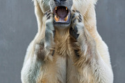 236 surprised animals, an Animal Photo by Handmadefont (Thumbnail 137 of 241)