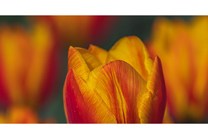 Bicolored red and yellow tulips in