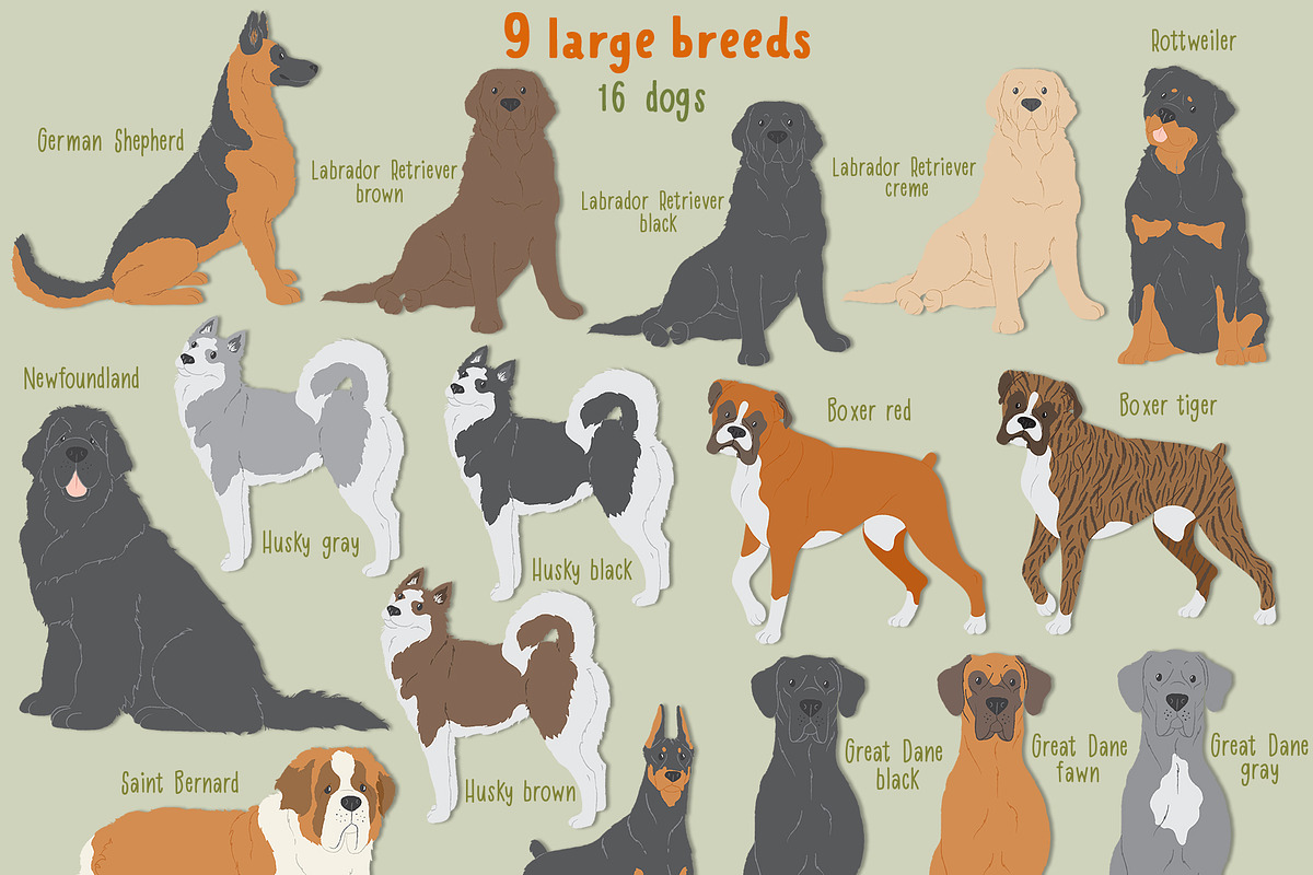Dog breeds vector clipart, an Object Graphic by Trinibis (Photo 4 of 11)