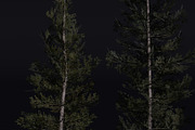 The Lodgepole Pine Tree, a Plants & Tree 3D Model by FuturePastCreatives (Thumbnail 3 of 6)