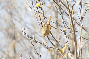 Chiffchaff Searching for Insects on, a Nature Photo by Pakosta