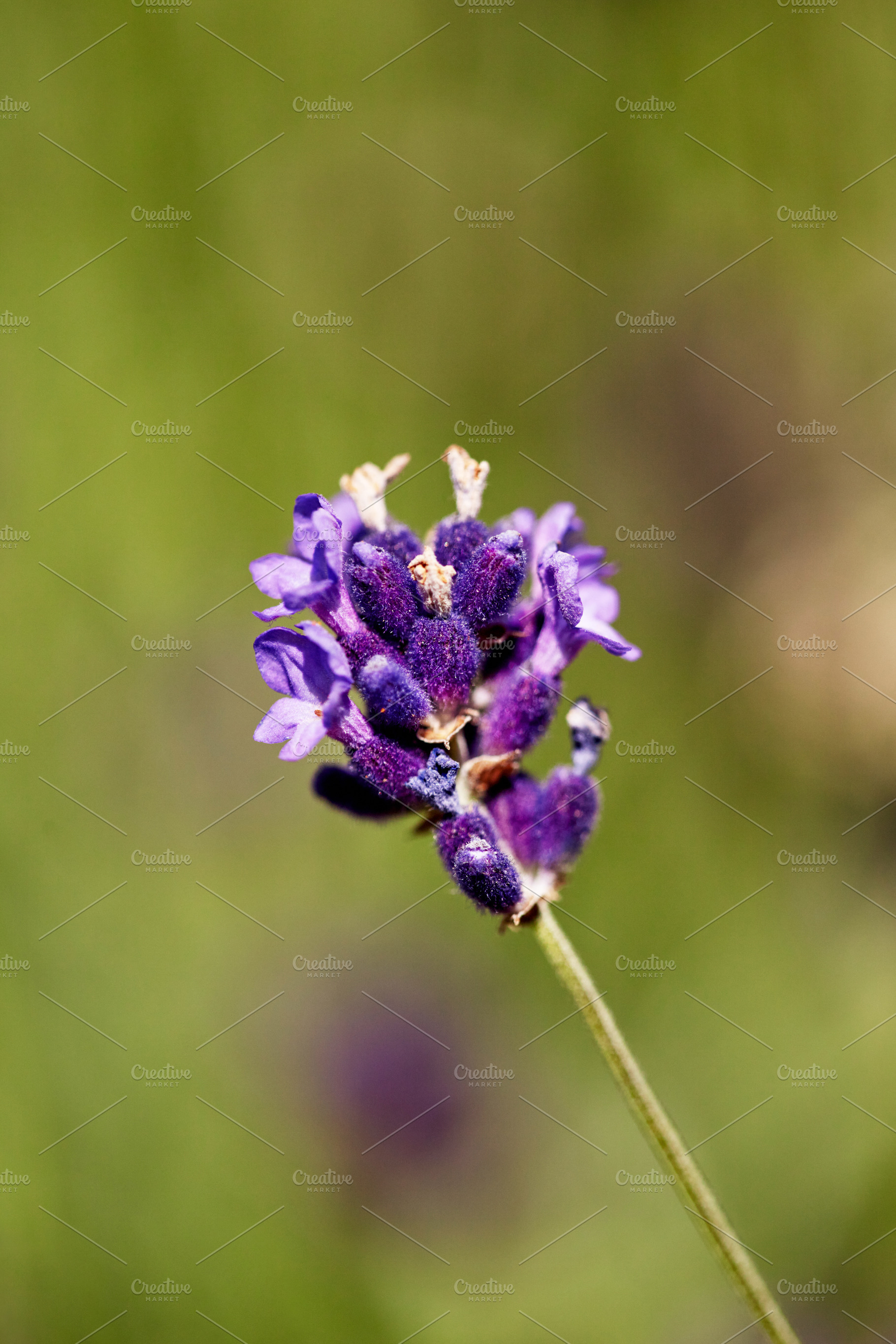 A detailed shot of a vibrant lavender flower, highlighting its rich purple hues, a Nature Photo by Rohan Photography