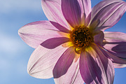 Flower & Garden Collection 15 photos, a Nature Photo by Silent Nature (Thumbnail 6 of 14)