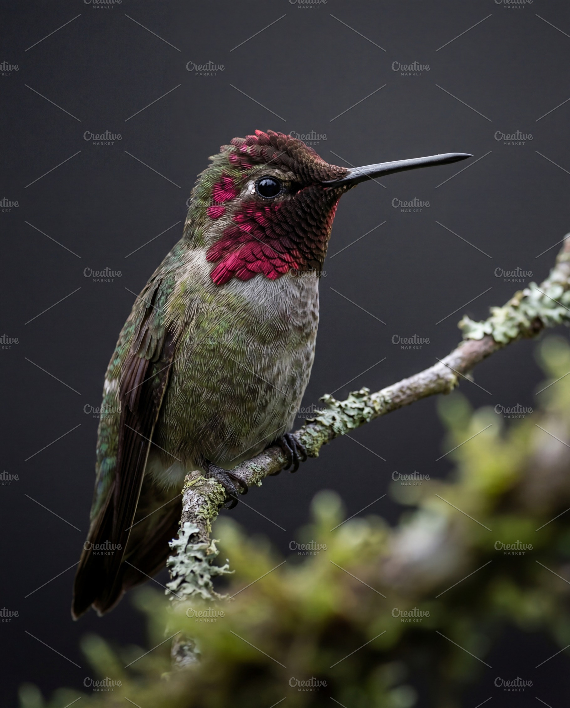 Male Anna's Hummingbird Perched, an Animal Photo by Virgo Studio