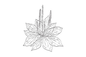 Broadleaf Plantain Plant Drawing