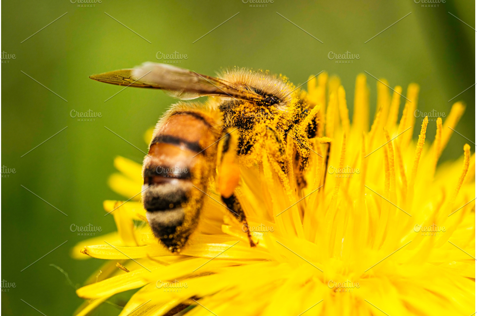 Detail closeup of honeybee, Apis, an Animal Photo by MadPhotos