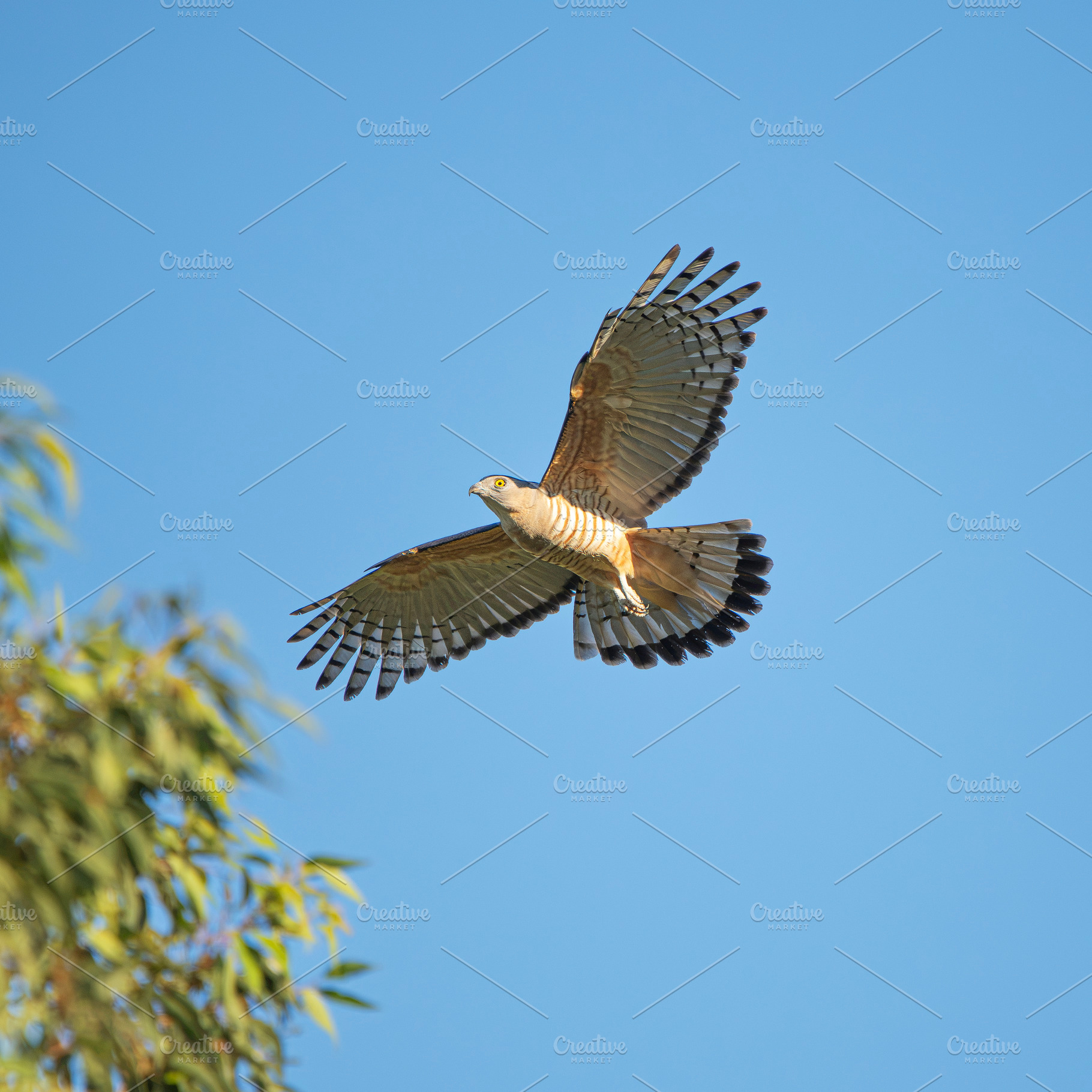 Crested Hawk, an Animal Photo by Rob D Animal Photography