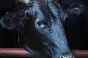 Black Wagyu Cow in a Dimly Lit Stabl, an Animal Photo by Perpis