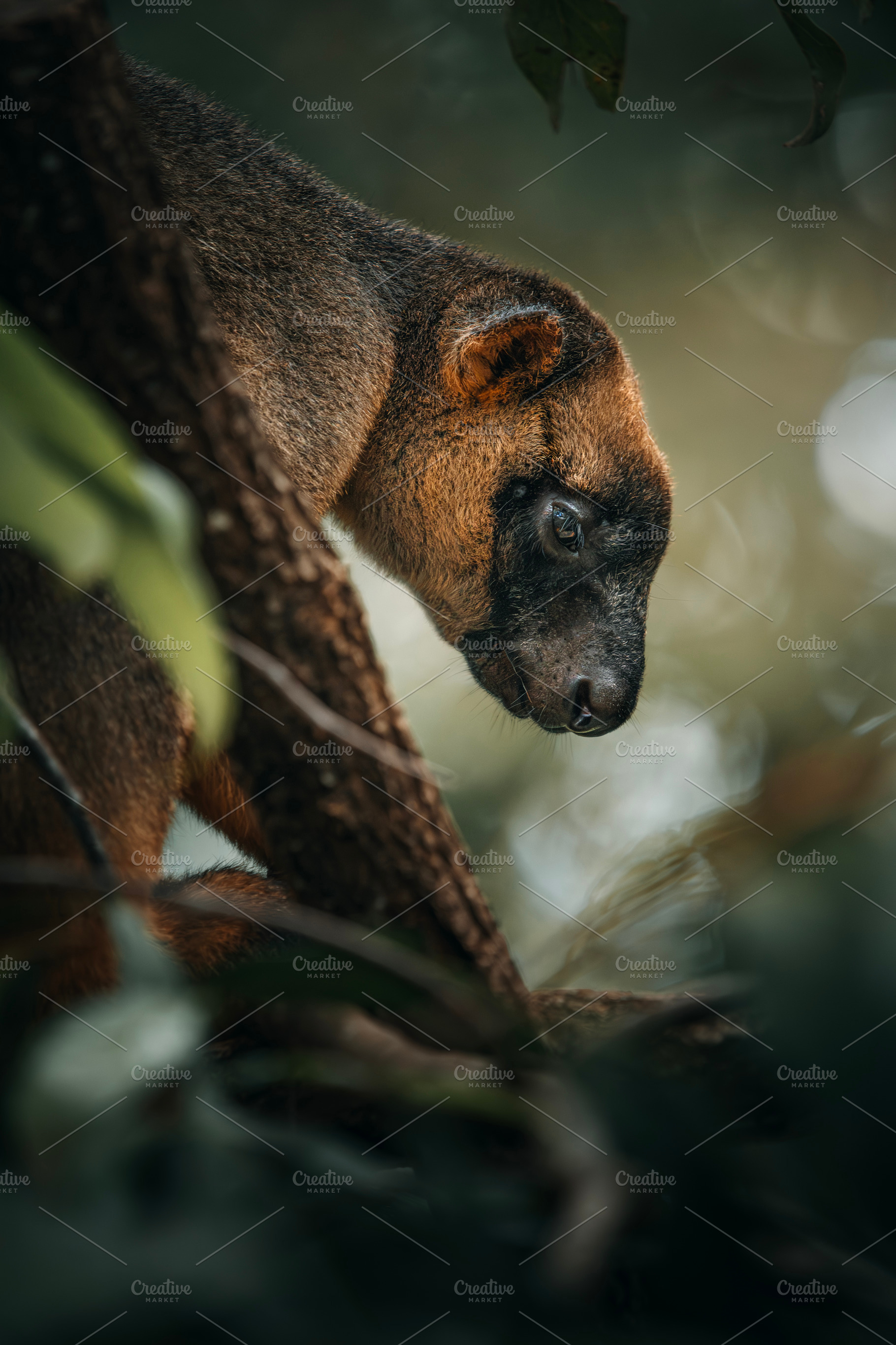 Lumholtz’s Tree-kangaroo, an Animal Photo by Rob D Animal Photography