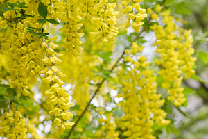 Beautiful blooming golden rain tree cascading yellow flowers. Abundant common l, a Nature Photo by Rohan Photography