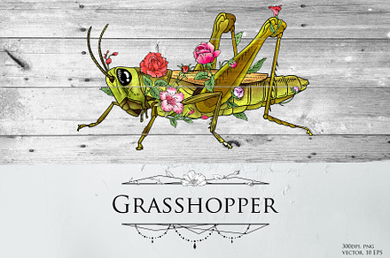 Grasshopper modern illustration