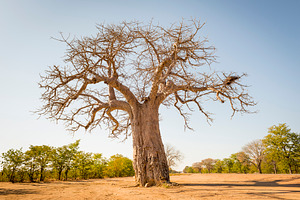 Baobab Tree, a Nature Photo by THP Creative