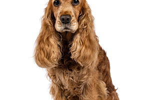 Senior Cocker Spaniel on white background