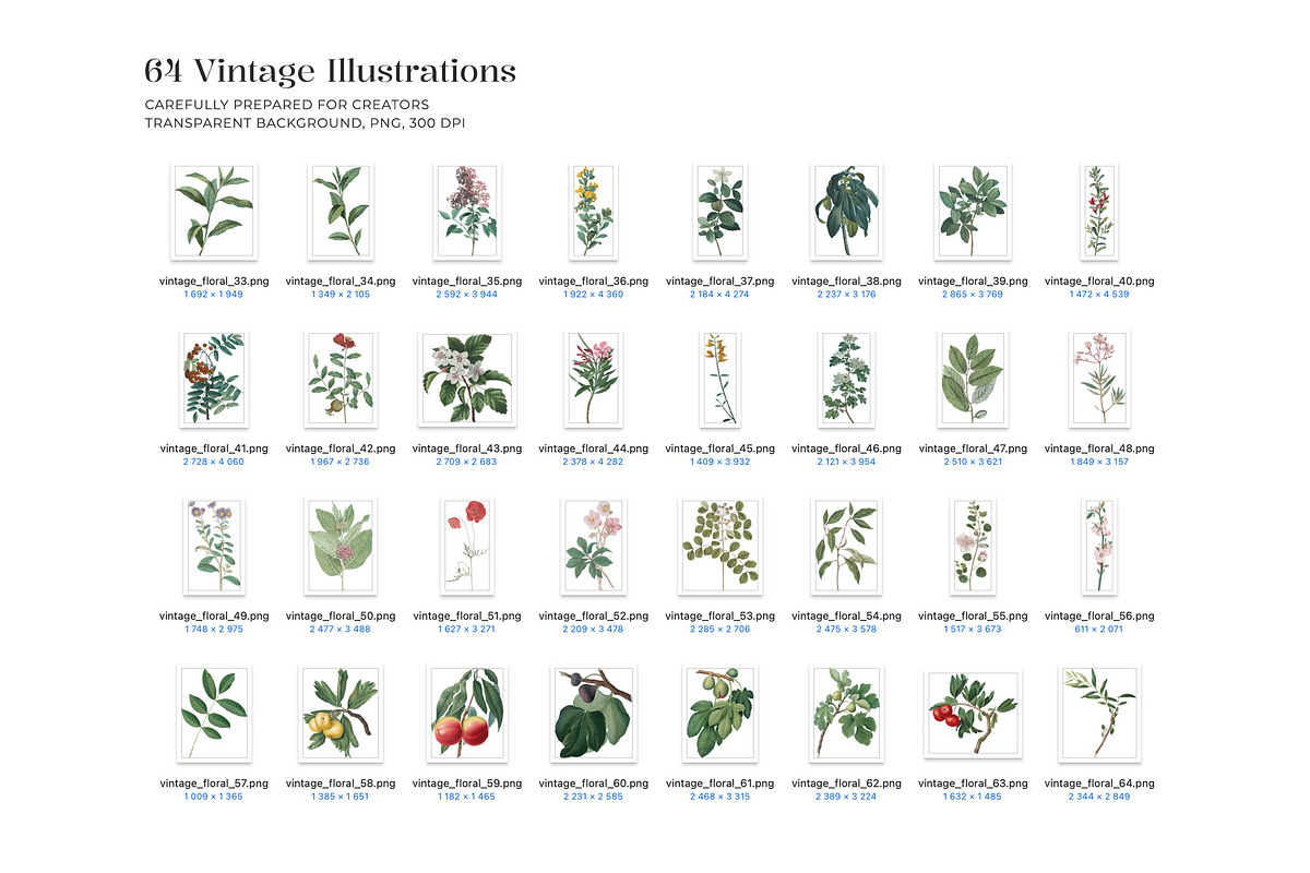 Vintage Botanical Illustrations 2, a Decorative Illustration by likorbut (Photo 3 of 9)