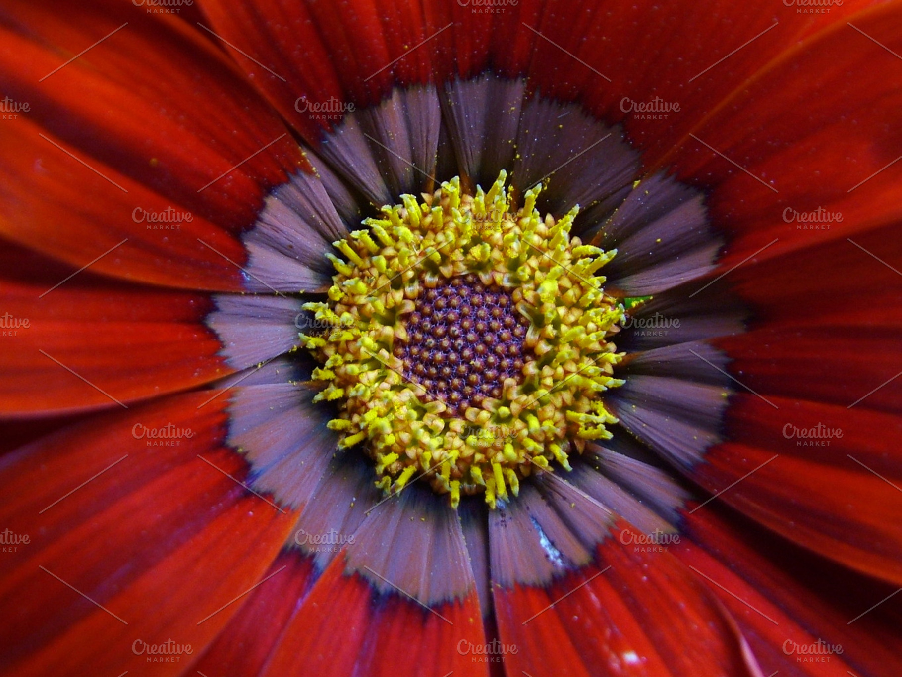 Red Flower Featuring Flower Bloomm And Nature