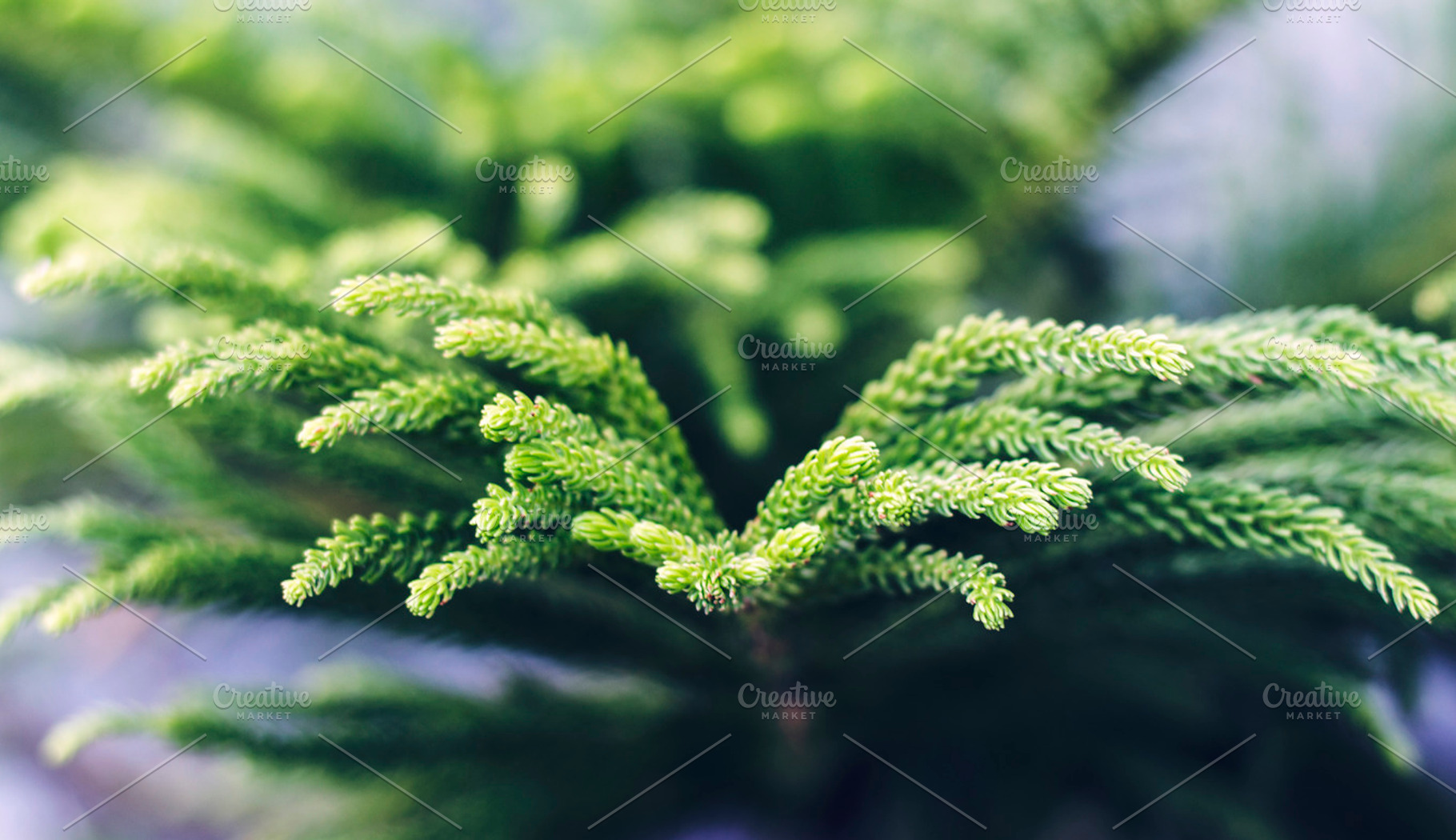 Thorny Green Leaves, a Nature Photo by Shots By RC