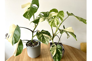 Monstera Albo variegated plant close, a Nature Photo by Nadzin