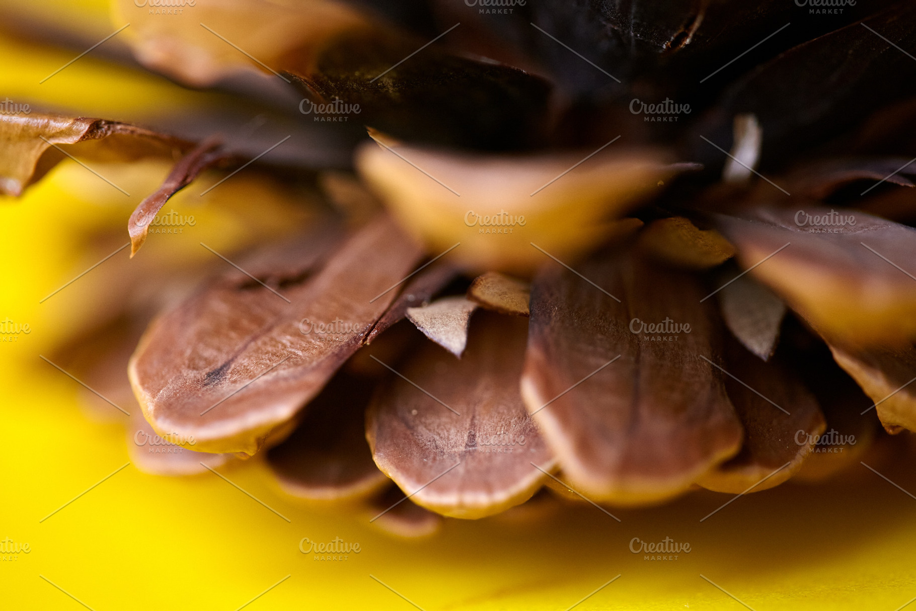 Extreme close-up of pine cone scales with shallow depth of field, natural backg, a Photo by Rohan Photography