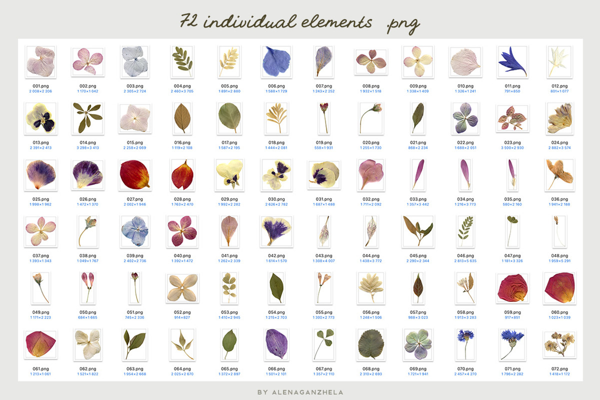 SUMMER MEMORIES - herbarium flowers, an Object Graphic by alenaganzhela (Photo 3 of 8)