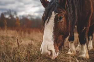 Horse grazing in a grassy field, a Photo by Beautiful things