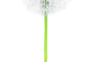 White dandelion flower, a Nature Photo by Vapi