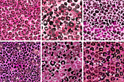 Pink Glitter Leopard Spots Patterns, a Pattern Graphic by PrintablesByFranklyn (Thumbnail 4 of 4)