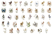 Vintage Botanical Butterflies, a Decorative Illustration by youtoview (Thumbnail 2 of 15)