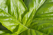 Basil. Isolated on a white., a Photo by Pullia (Thumbnail 2 of 5)