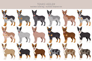 Texas Heeler dog, an Animal Illustration by pet design shop (Thumbnail 2 of 6)