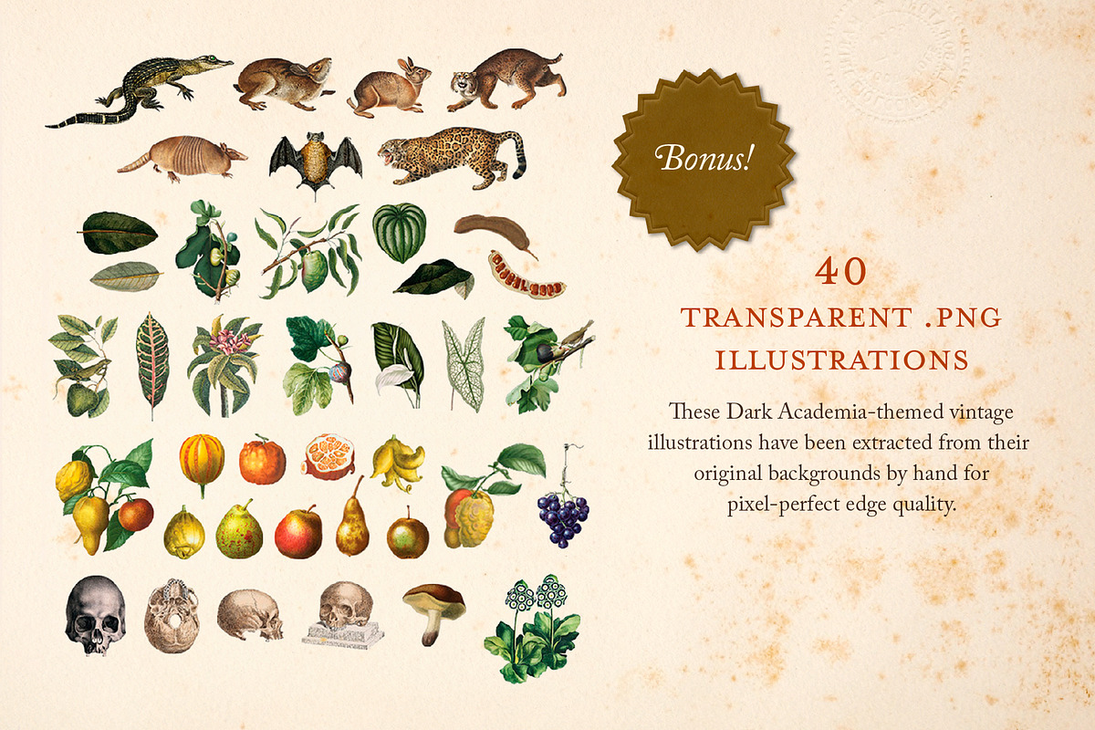 Dark Academia: 300 Vintage Ephemera, an Object Graphic by The Object Atlas (Photo 9 of 9)