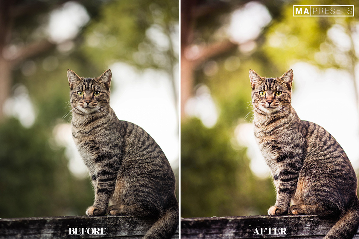 10 CAT Lightroom Presets, a Preset Add-On by MaPresets (Photo 6 of 15)