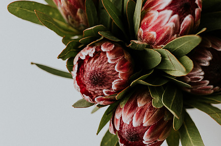 Pink Proteas