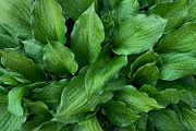 Green Natural Leaves Texture, a Photo by VetalStock (Thumbnail 4 of 8)