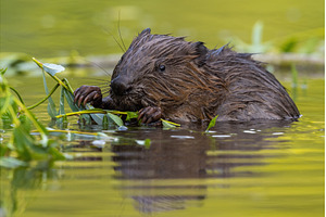 Wet eurasian beaver eating leaves in