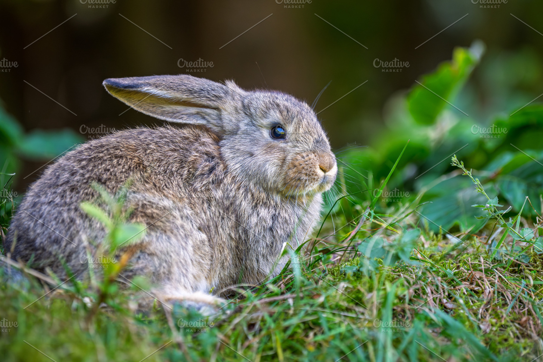 Rabbit sitting in green grass during the day near bushes and pla, an Animal Photo by Byrdyak