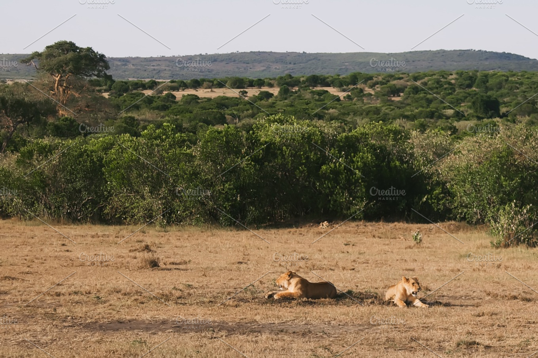Lions stock photo, an Animal Photo by wesbeale