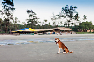 Homeless dog, a Photo by saiko3p