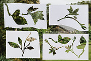 Cottage Heirloom. Collage Pack, an Object Graphic by PaperJamLab (Thumbnail 20 of 20)