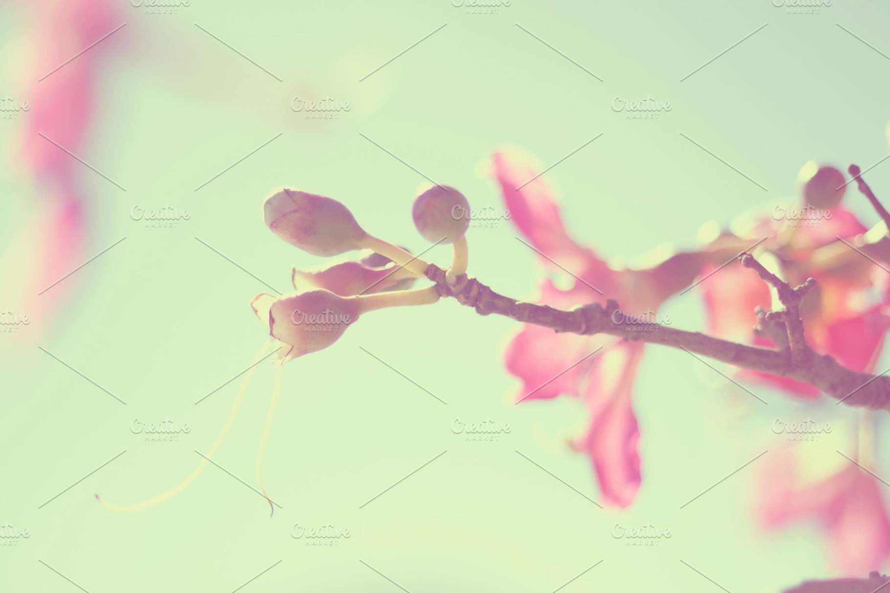 Silk Floss Tree Flowers Stock Photo