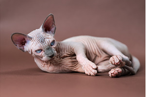 Sphinx Cat lying on brown background, an Animal Photo by Alexander-Piragis