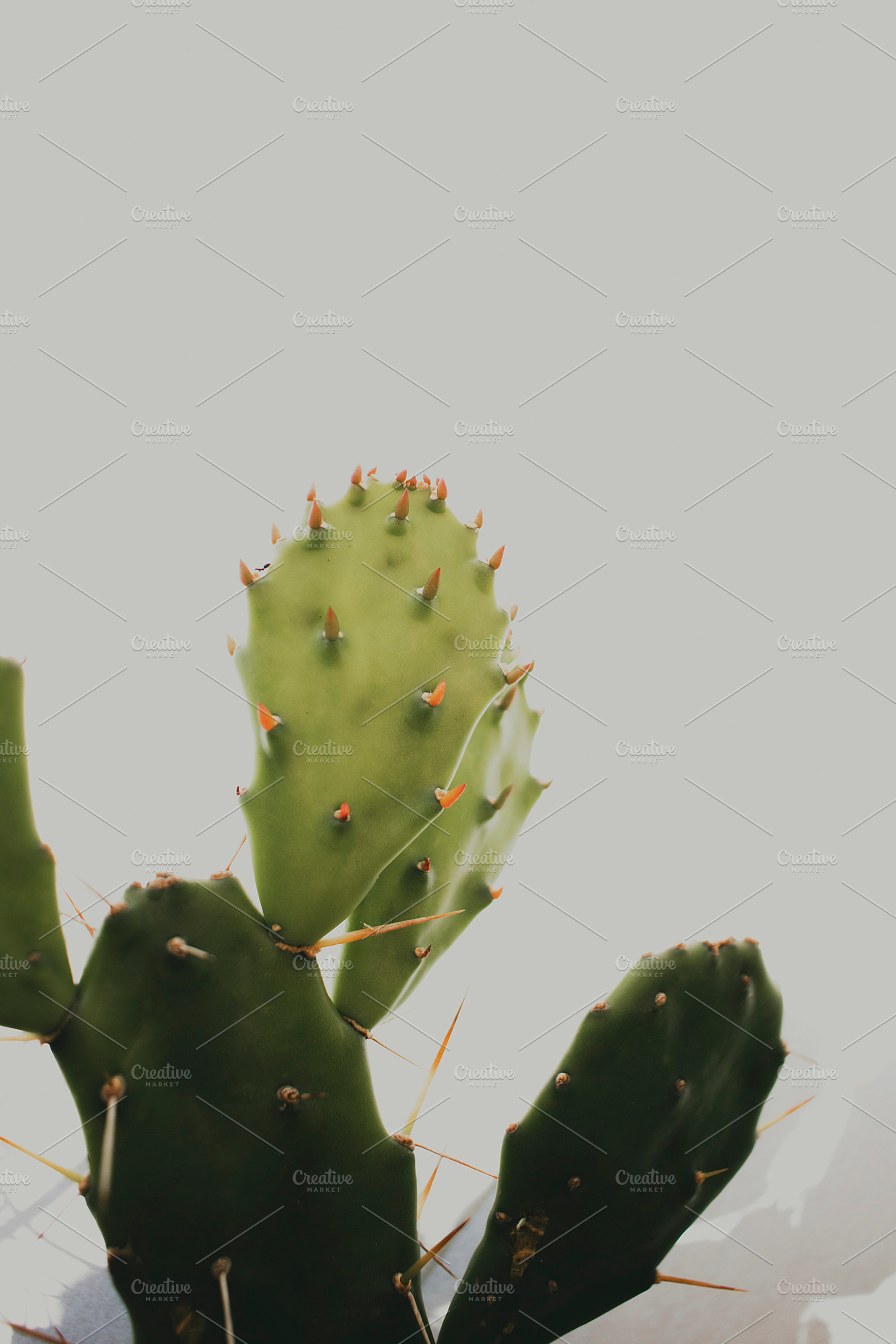 Green cactus stock photo containing green and cactus, a Nature Photo by René Jordaan Photography