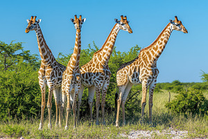 A quartet of giraffes stands gracefu, an Animal Photo by Pixeness Studio
